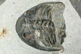 Two Coltraneia Trilobites With Hollardops - Ofaten, Morocco #311147-4